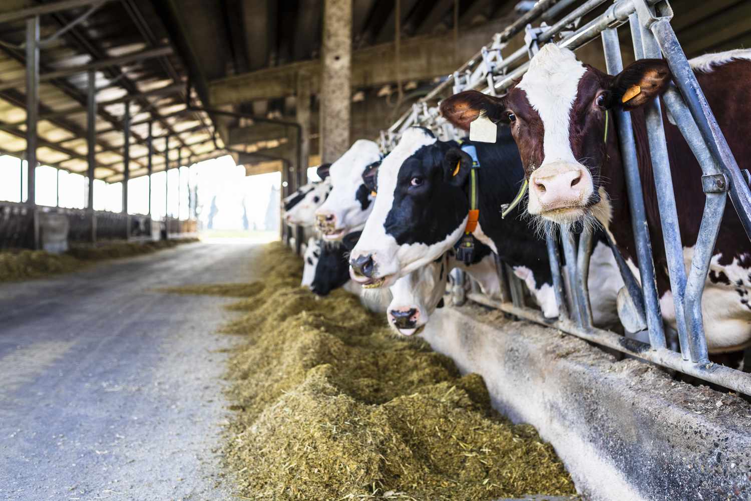 Make Silage at Home: A Practical Guide for Dairy Farmers